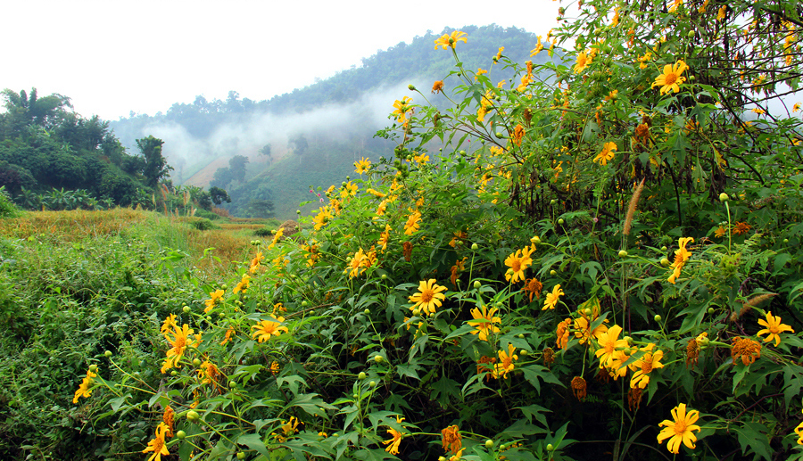 tantawanDoi Hua Mae Kham